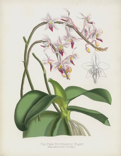 Pembe Kelebek Bitkisi, Phalaenopsis Rosea by English School